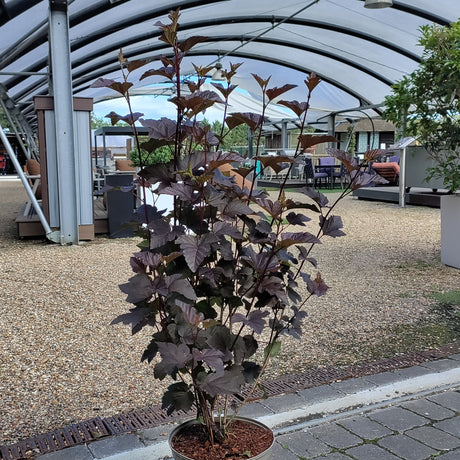 Physocarpus Diabolo at Cedar Nursery Cobham