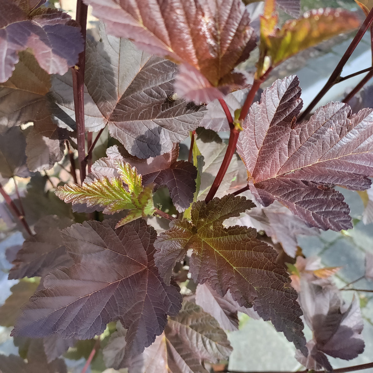 Close-up of purple leaves of Physocarpus Diabolo at Cedar Nursery Cobham