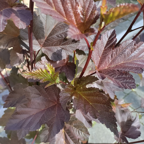 Close-up of purple leaves of Physocarpus Diabolo at Cedar Nursery Cobham