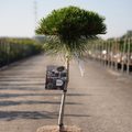 Pinus nigra 'Marie Bregeon' - 40 cm Std 15 litre - Cedar Nursery - Plants and Outdoor Living