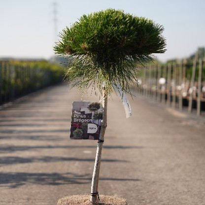 Pinus nigra 'Marie Bregéon'