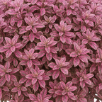 Pittosporum tenuifolium Bannow Bay ='Breebay' from Cedar Nursery, Cobham