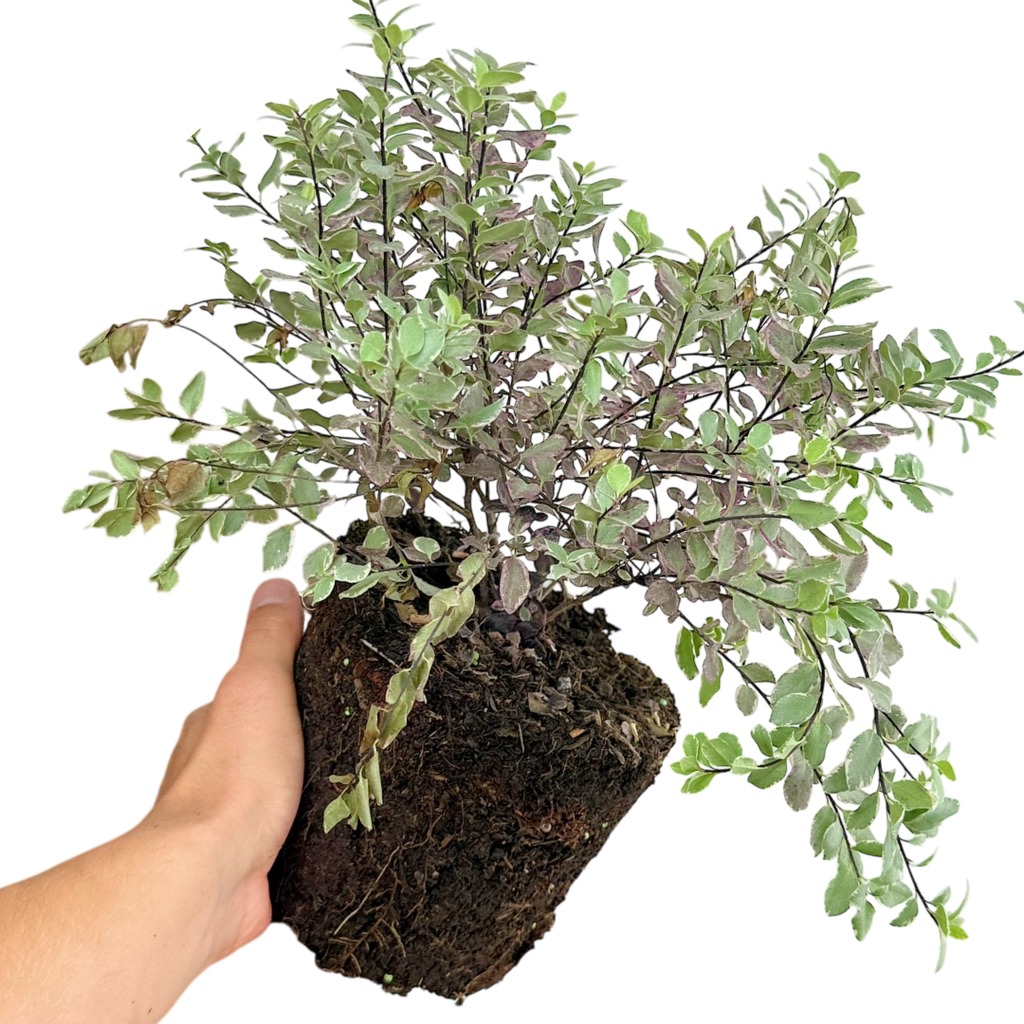 Pittosporum tenuifolium Bannow Bay ='Breebay' from Cedar Nursery, Cobham