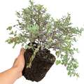 Pittosporum tenuifolium Bannow Bay ='Breebay' from Cedar Nursery, Cobham