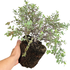 Pittosporum tenuifolium Bannow Bay ='Breebay' from Cedar Nursery, Cobham