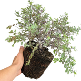 Pittosporum tenuifolium Bannow Bay ='Breebay'