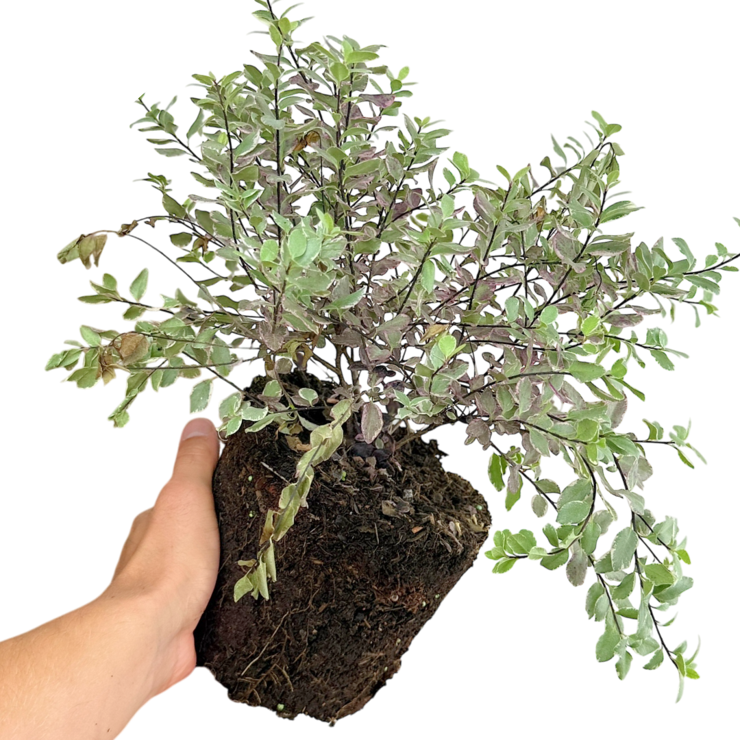 Pittosporum tenuifolium Bannow Bay ='Breebay' from Cedar Nursery, Cobham