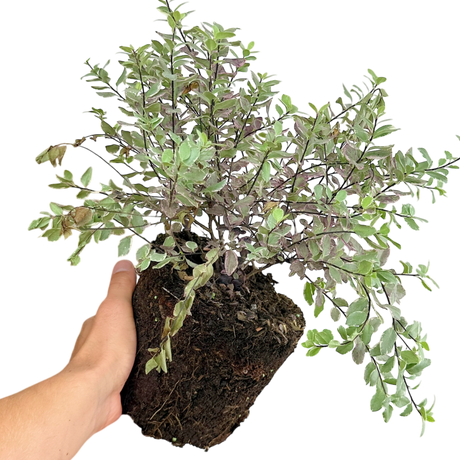 Pittosporum tenuifolium Bannow Bay ='Breebay' from Cedar Nursery, Cobham