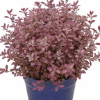 Pittosporum tenuifolium Bannow Bay ='Breebay' from Cedar Nursery, Cobham