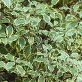 Pittosporum tenuifolium Malahide 3L at Cedar Nursery Surrey