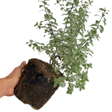 Pittosporum tenuifolium Malahide 3L at Cedar Nursery Surrey