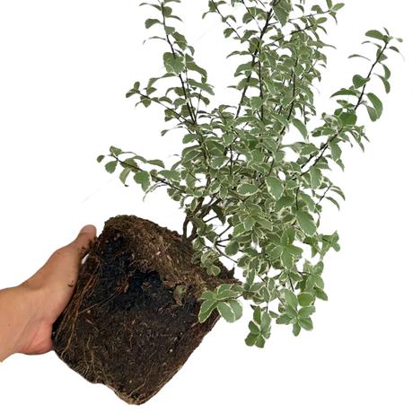 Pittosporum tenuifolium Malahide 3L at Cedar Nursery Surrey