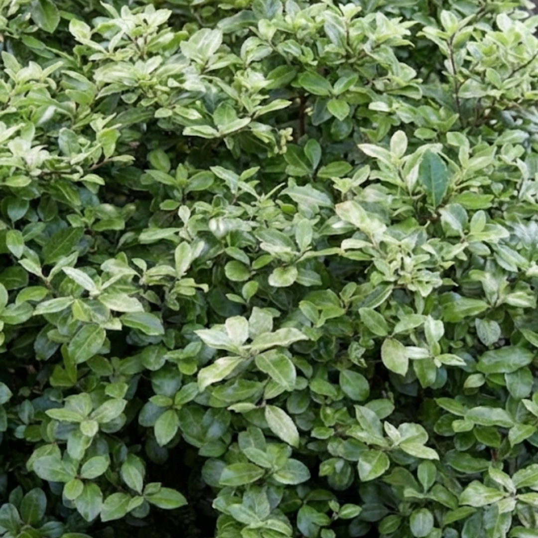 Pittosporum tenuifolium Pom Pom 3L at Cedar Nursery Surrey