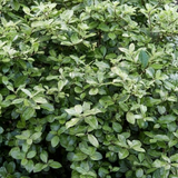 Pittosporum tenuifolium Pom Pom 3L at Cedar Nursery Surrey