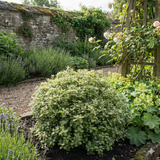 Pittosporum tenuifolium Pom Pom 3L at Cedar Nursery Surrey