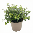 Pittosporum tenuifolium Pom Pom 3L at Cedar Nursery Surrey