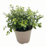 Pittosporum tenuifolium Pom Pom 3L at Cedar Nursery Surrey