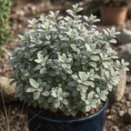 Pittosporum tenuifolium Silver Ball 3L at Cedar Nursery Surrey