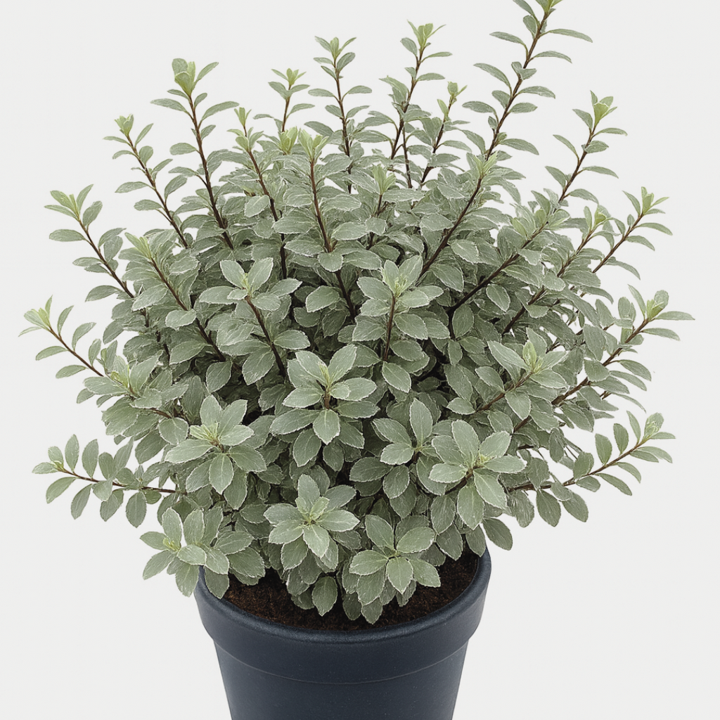 Pittosporum tenuifolium Silver Ball 3L at Cedar Nursery Surrey