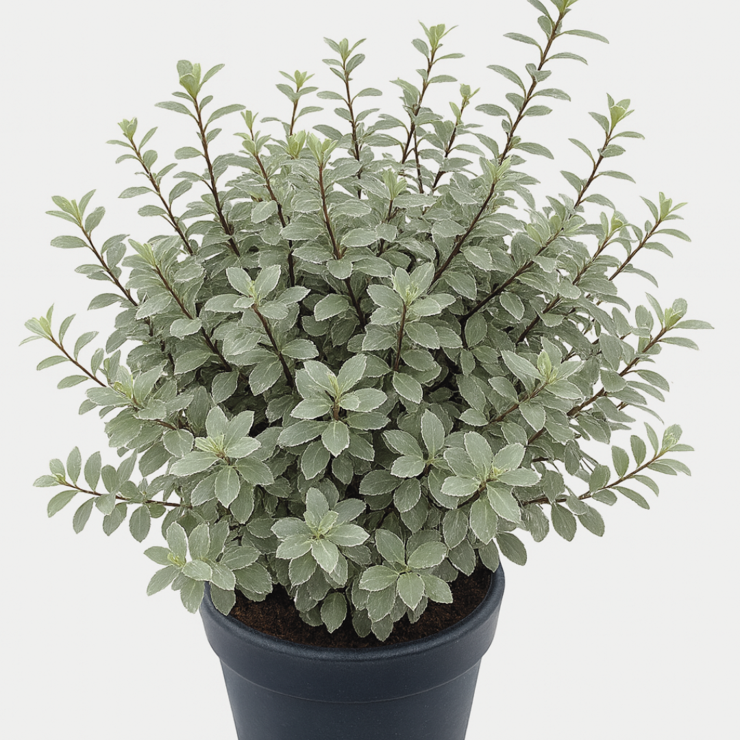 Pittosporum tenuifolium Silver Ball 3L at Cedar Nursery Surrey