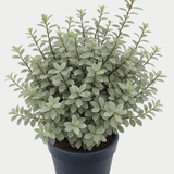 Pittosporum tenuifolium Silver Ball 3L at Cedar Nursery Surrey