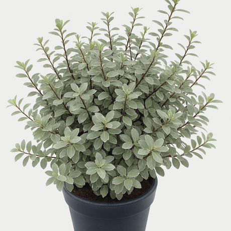 Pittosporum tenuifolium Silver Ball 3L at Cedar Nursery Surrey