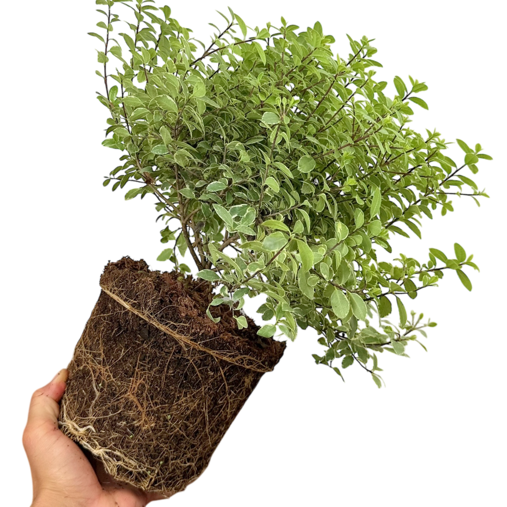 Pittosporum tenuifolium Silver Ball 3L at Cedar Nursery Surrey