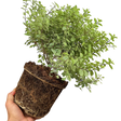 Pittosporum tenuifolium Silver Ball 3L at Cedar Nursery Surrey
