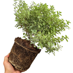Pittosporum tenuifolium Silver Ball 3L at Cedar Nursery Surrey