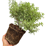 Pittosporum tenuifolium Silver Ball 3L at Cedar Nursery Surrey