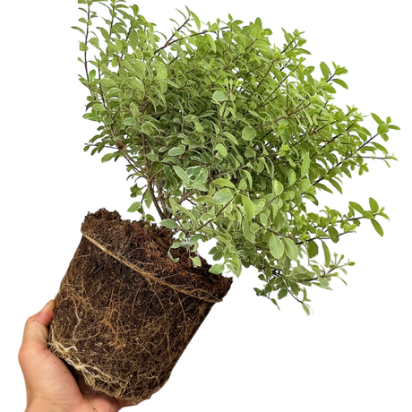Pittosporum tenuifolium Silver Ball 3L at Cedar Nursery Surrey