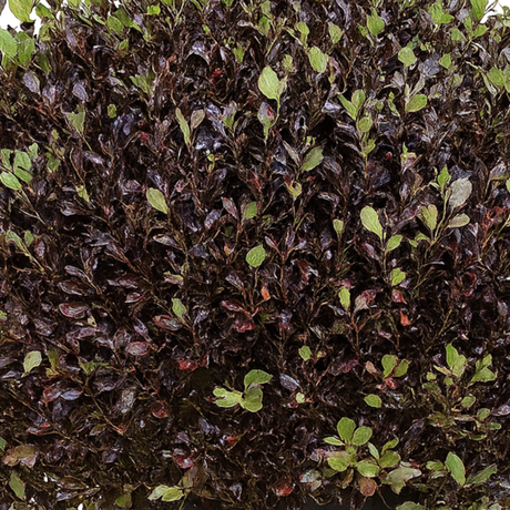 Pittosporum tenuifolium Tom Thumb 3L at Cedar Nursery Surrey