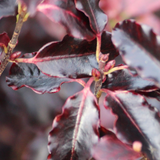 Pittosporum tenuifolium Tom Thumb 3L at Cedar Nursery Surrey