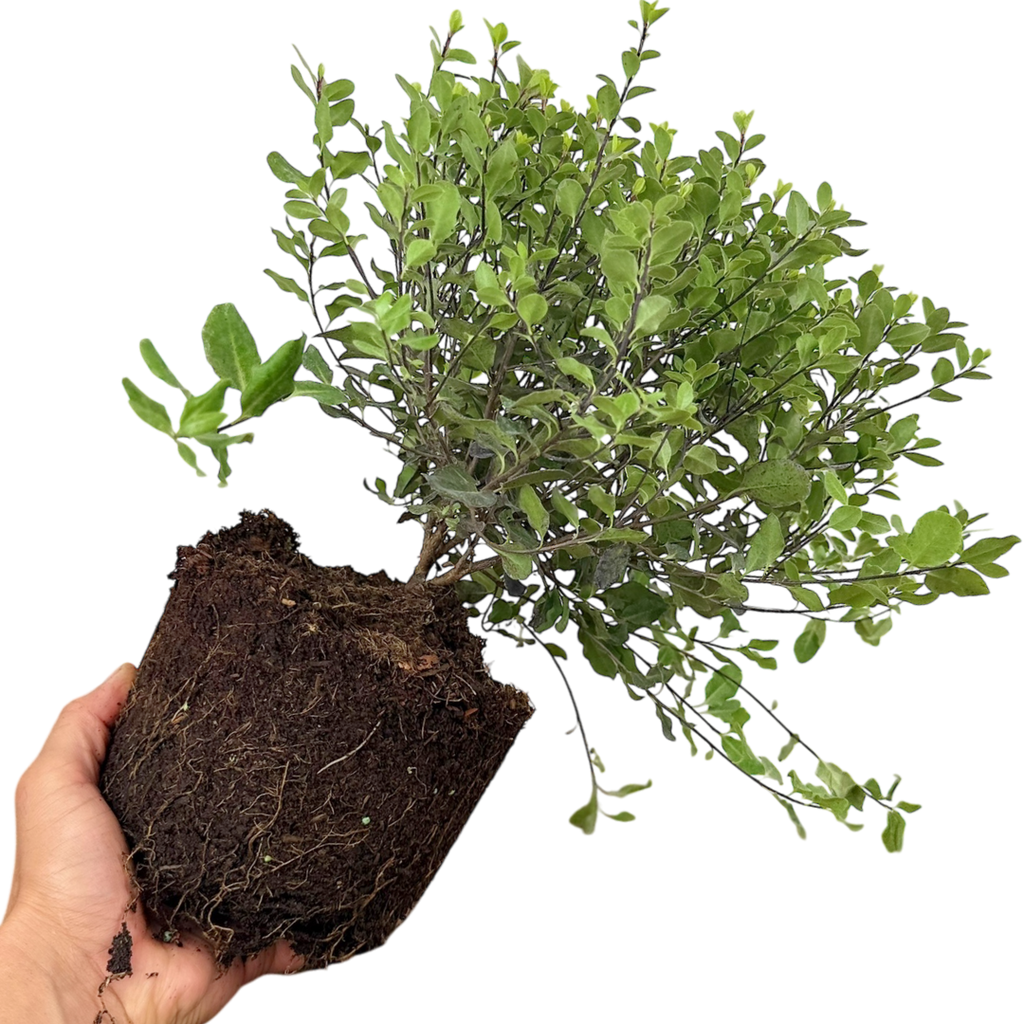 Pittosporum tenuifolium Tom Thumb 3L at Cedar Nursery Surrey