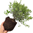 Pittosporum tenuifolium Tom Thumb 3L at Cedar Nursery Surrey