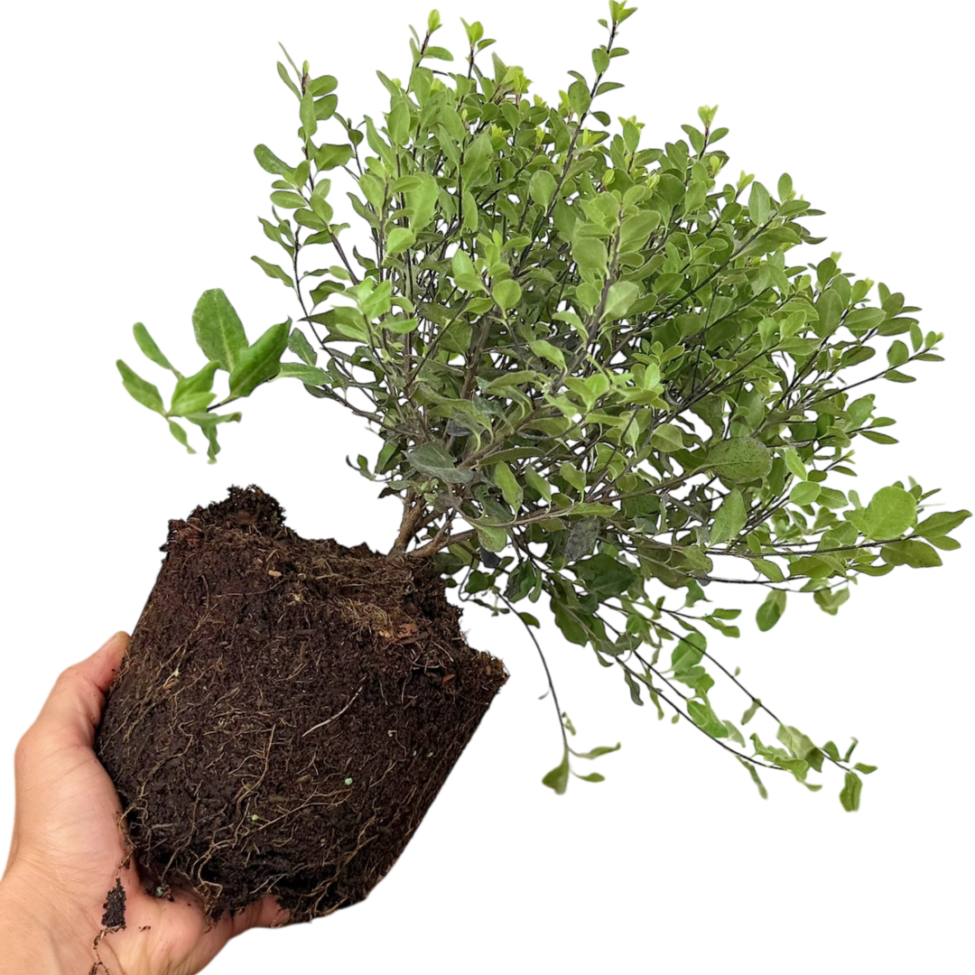 Pittosporum tenuifolium Tom Thumb 3L at Cedar Nursery Surrey