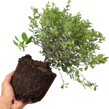 Pittosporum tenuifolium Tom Thumb 3L at Cedar Nursery Surrey