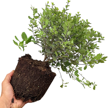 Pittosporum tenuifolium Tom Thumb 3L at Cedar Nursery Surrey