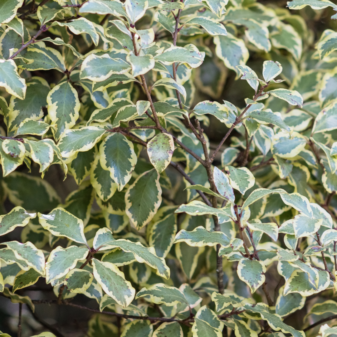Pittosporum tenuifolium Variegatum 3L at Cedar Nursery Surrey