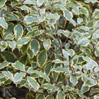 Pittosporum tenuifolium Variegatum 3L at Cedar Nursery Surrey