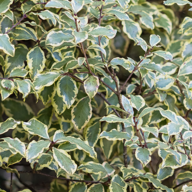 Pittosporum tenuifolium Variegatum 3L at Cedar Nursery Surrey