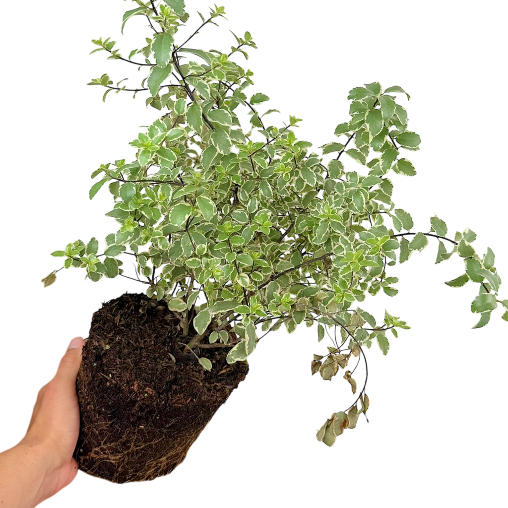 Pittosporum tenuifolium Variegatum 3L at Cedar Nursery Surrey