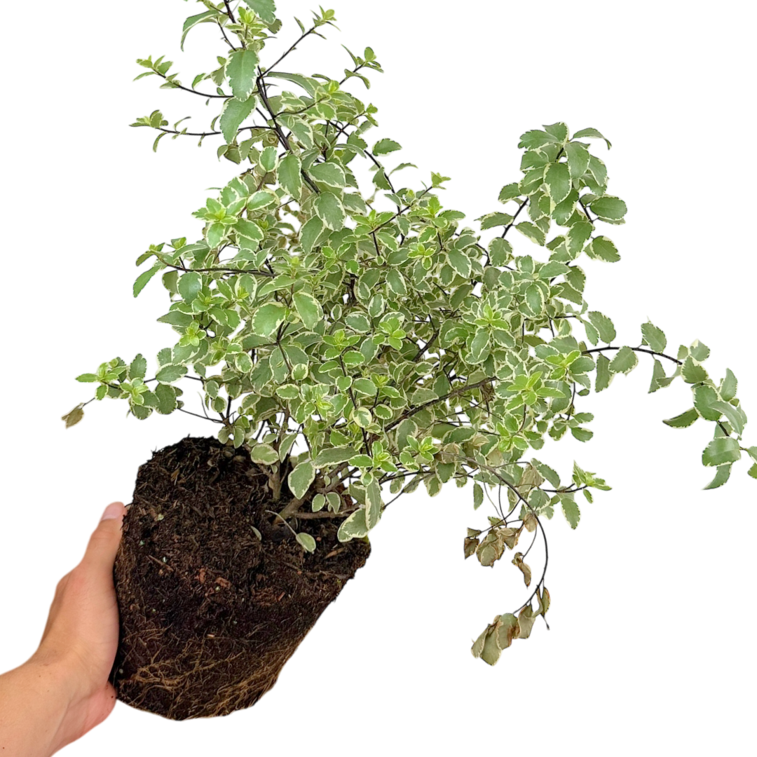 Pittosporum tenuifolium Variegatum 3L at Cedar Nursery Surrey