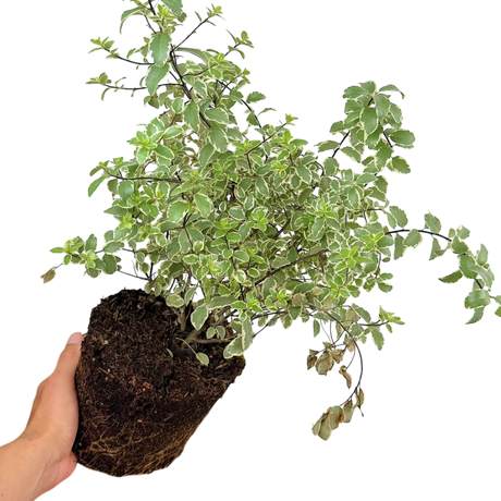 Pittosporum tenuifolium Variegatum 3L at Cedar Nursery Surrey