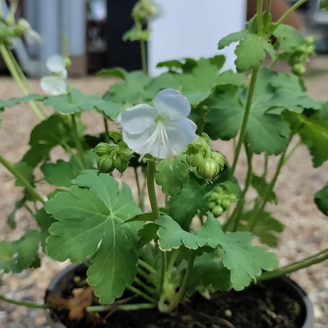 Geranium White-Ness at Cedar Nursery Cobham