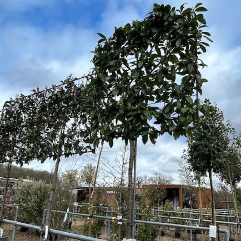 Pleached Red Robin Trees - available at Cedar Nursery, Surrey