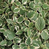 Plectranthus coleoides from Cedar Nursery, Cobham