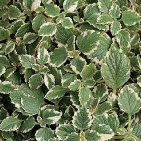 Plectranthus coleoides from Cedar Nursery, Cobham