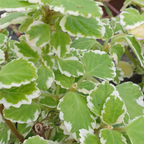 Plectranthus coleoides from Cedar Nursery, Cobham