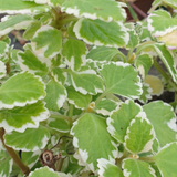 Plectranthus coleoides from Cedar Nursery, Cobham